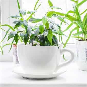 Чашка Кашпо с блюдцем Гигант