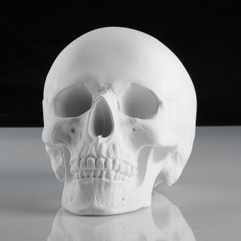 Гипсовая фигура анатомическая: «‎Череп анатомический», 14.5×22×16.5 см
