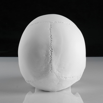 Гипсовая фигура анатомическая: «‎Череп анатомический», 14.5×22×16.5 см
