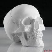 Гипсовая фигура анатомическая: «‎Череп анатомический», 14.5×22×16.5 см
